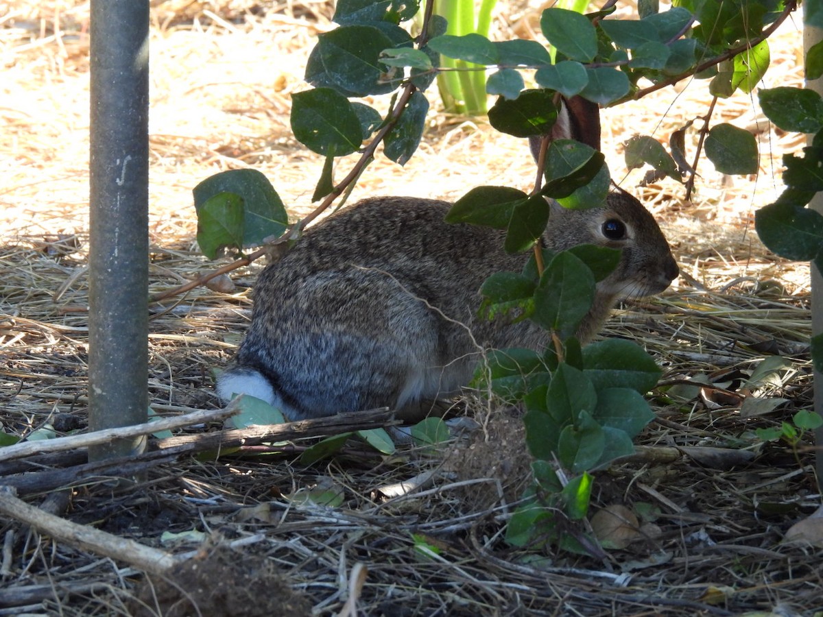 Animals - ML646523048