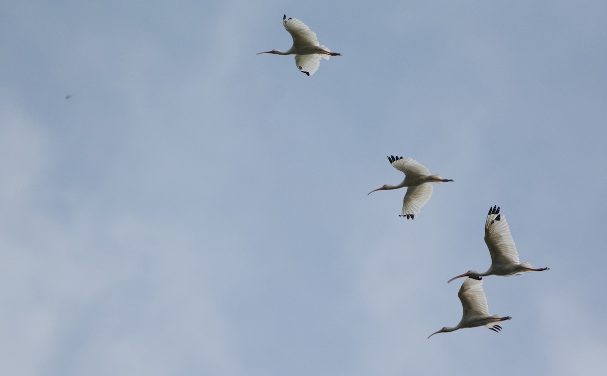 White Ibis - ML646523054