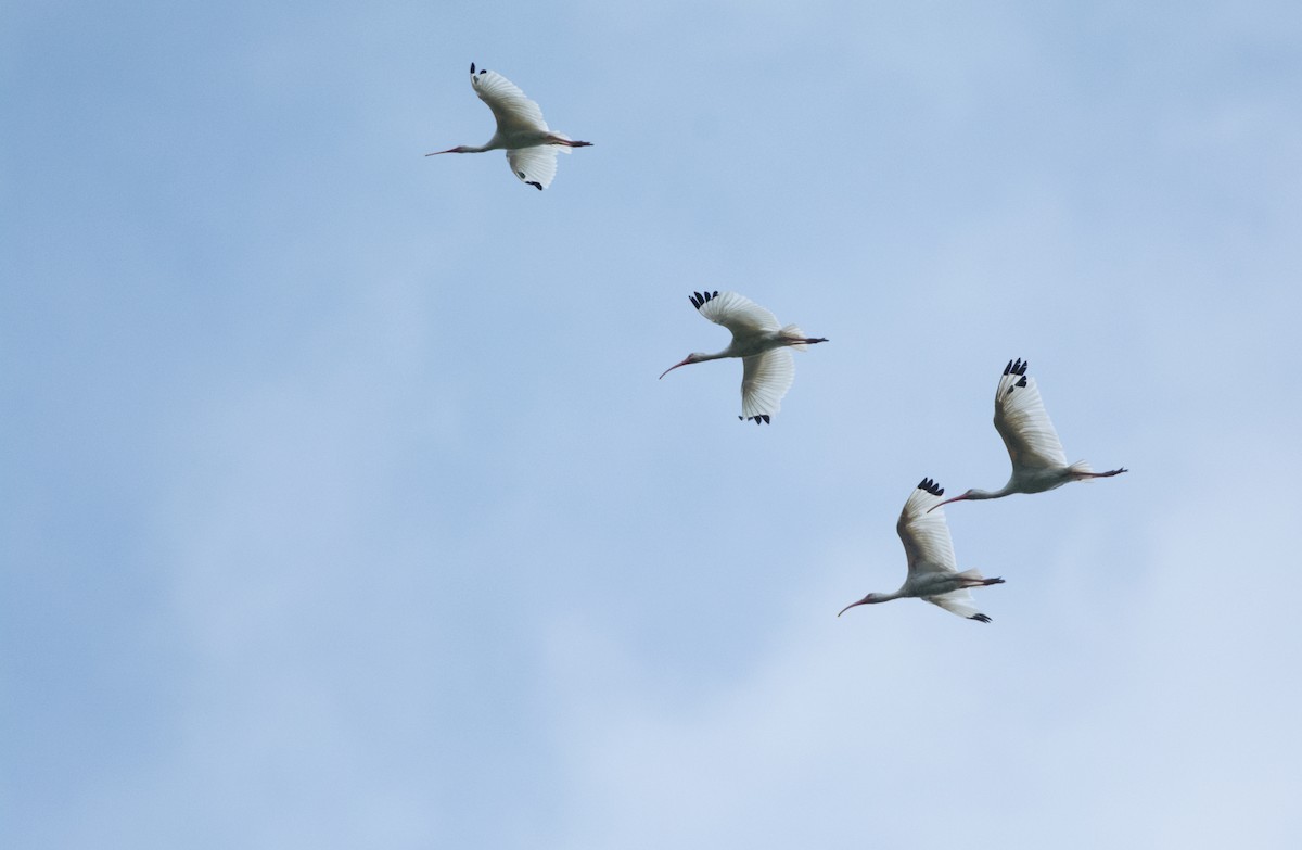 White Ibis - ML646523055