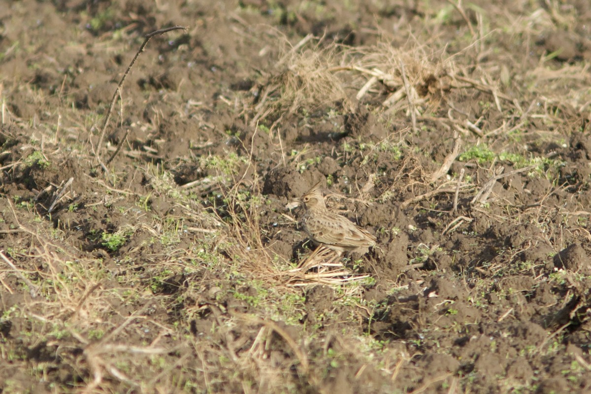 Crested Lark (Crested) - ML646523056