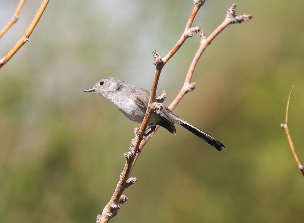 Black-tailed Gnatcatcher - ML646523057