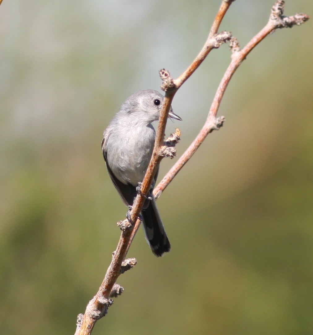 Black-tailed Gnatcatcher - ML646523058