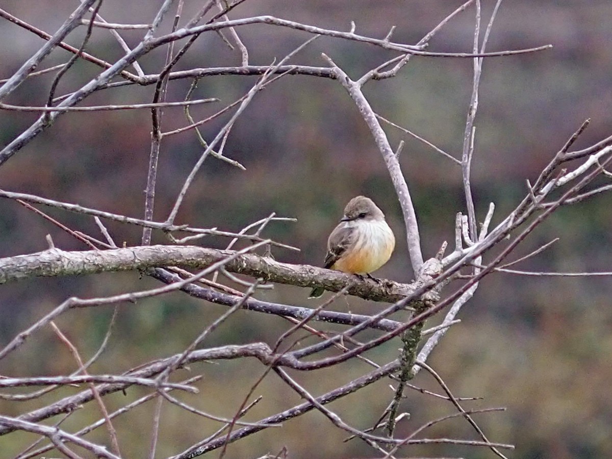 Vermilion Flycatcher - ML646523059