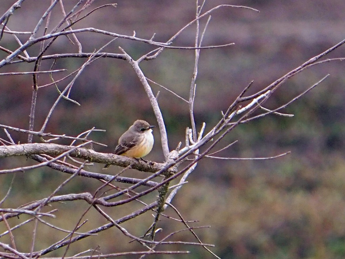 Vermilion Flycatcher - ML646523060
