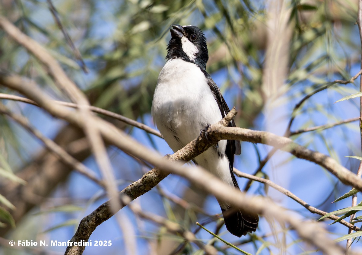 Lined Seedeater - ML646523061
