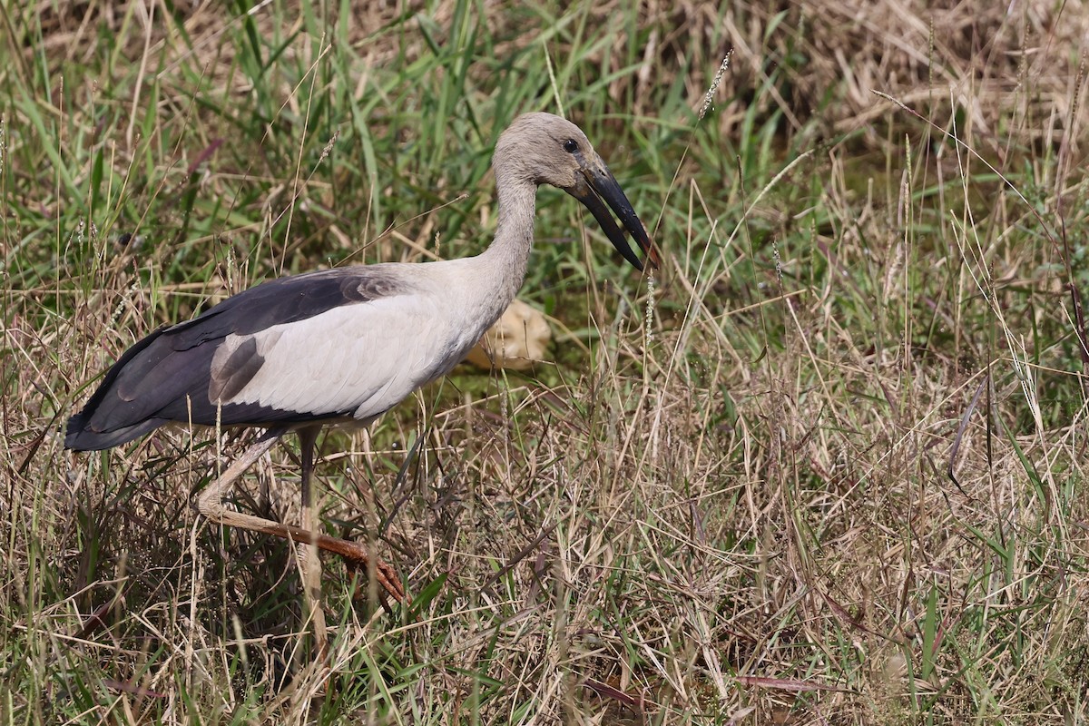 Asian Openbill - ML646523062