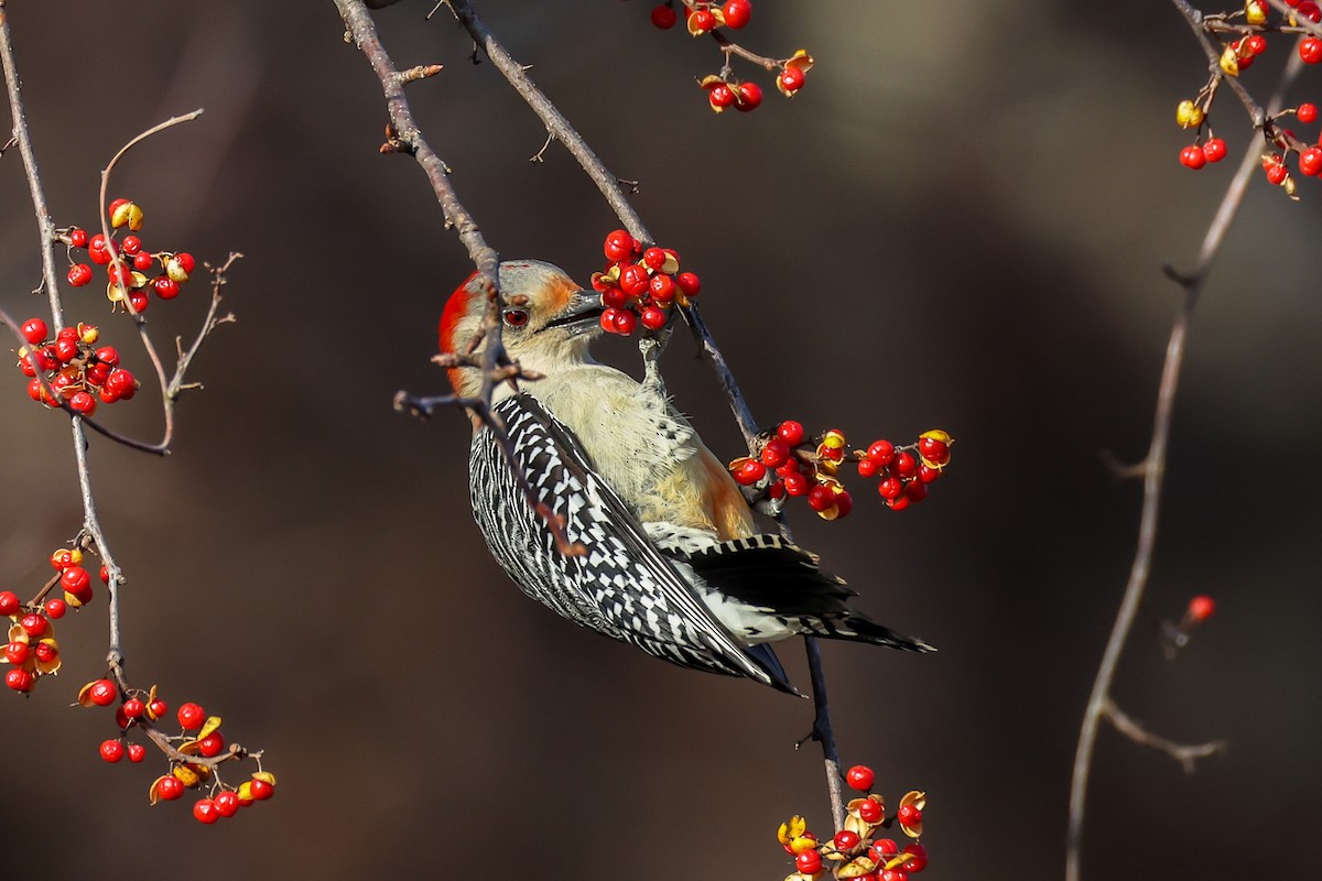 Red-bellied Woodpecker - ML646523066