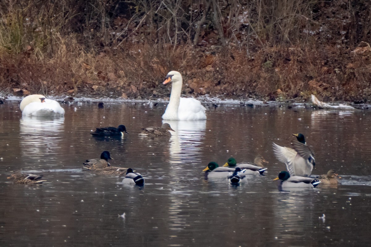 Mallard (Domestic type) - ML646523069