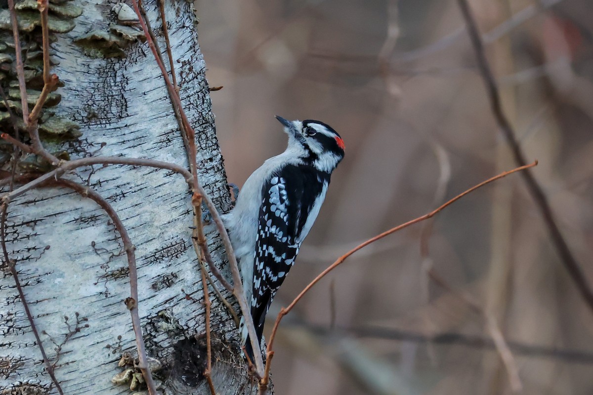 Downy Woodpecker - ML646523073
