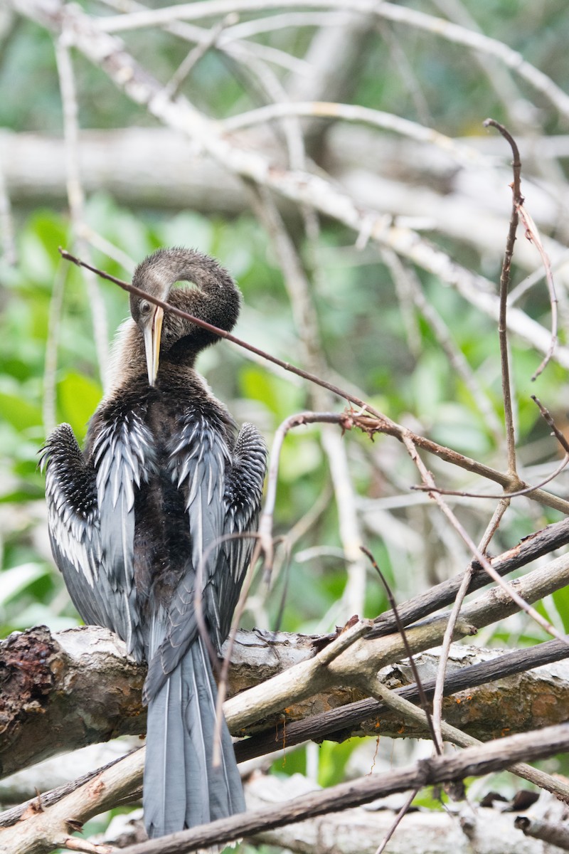 Neotropic Cormorant - ML646523074