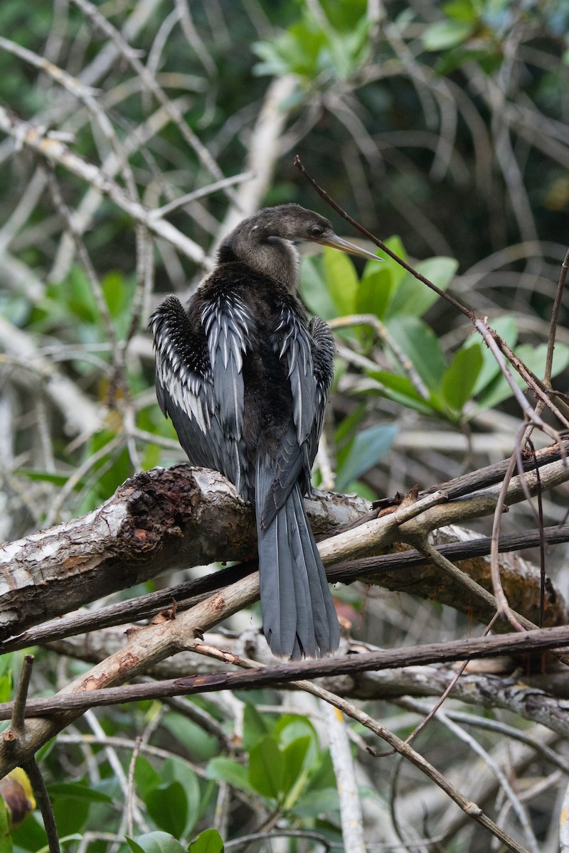 Neotropic Cormorant - ML646523075