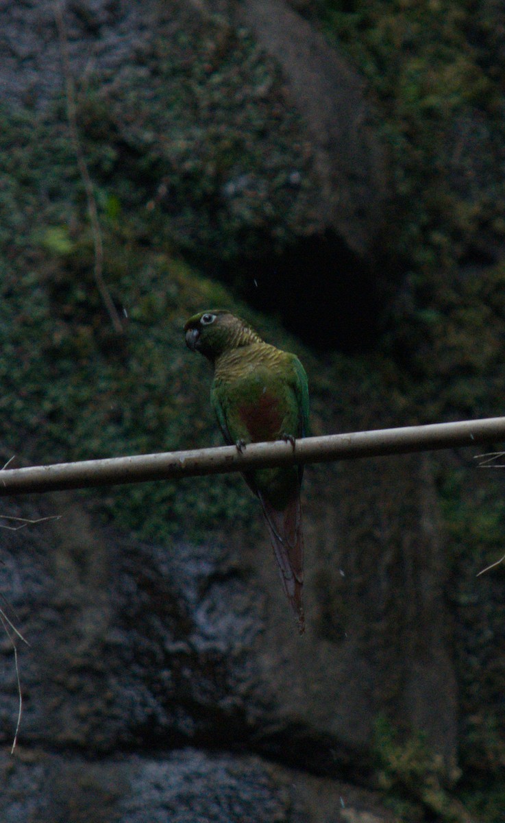 Maroon-bellied Parakeet - ML646523079