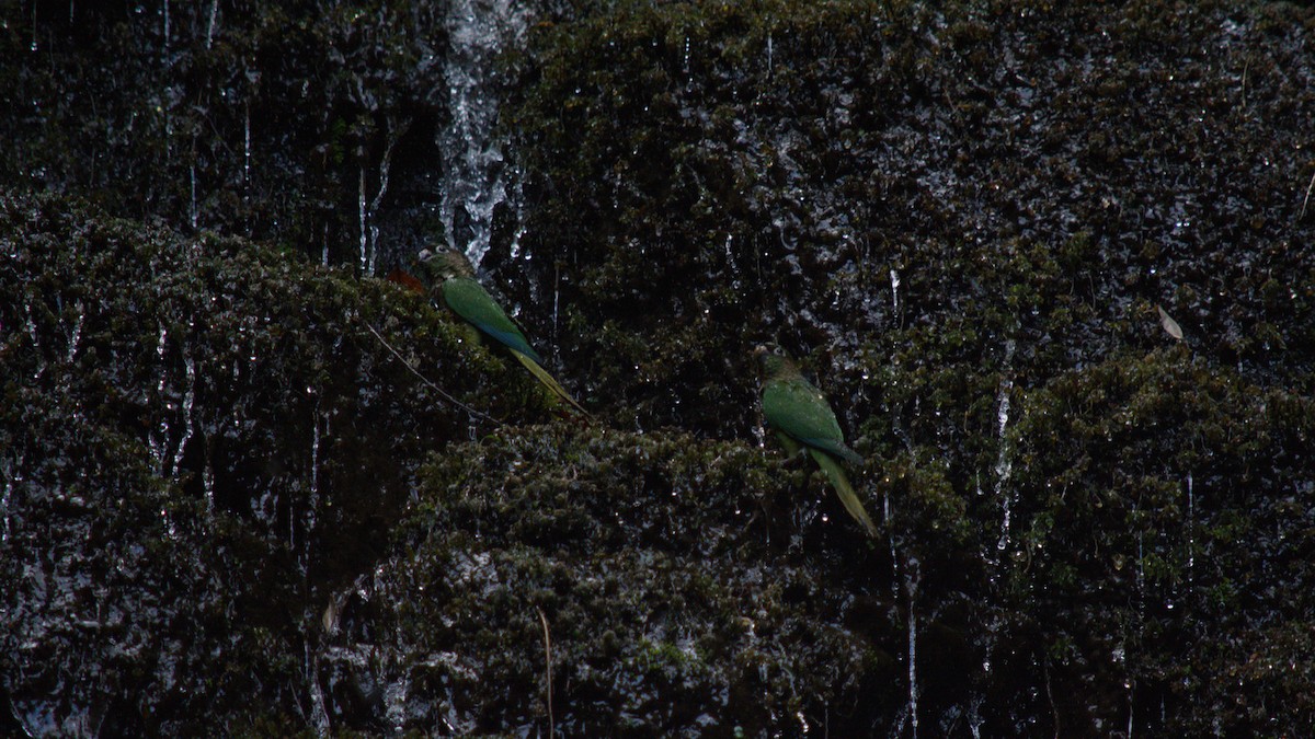 Maroon-bellied Parakeet - ML646523080