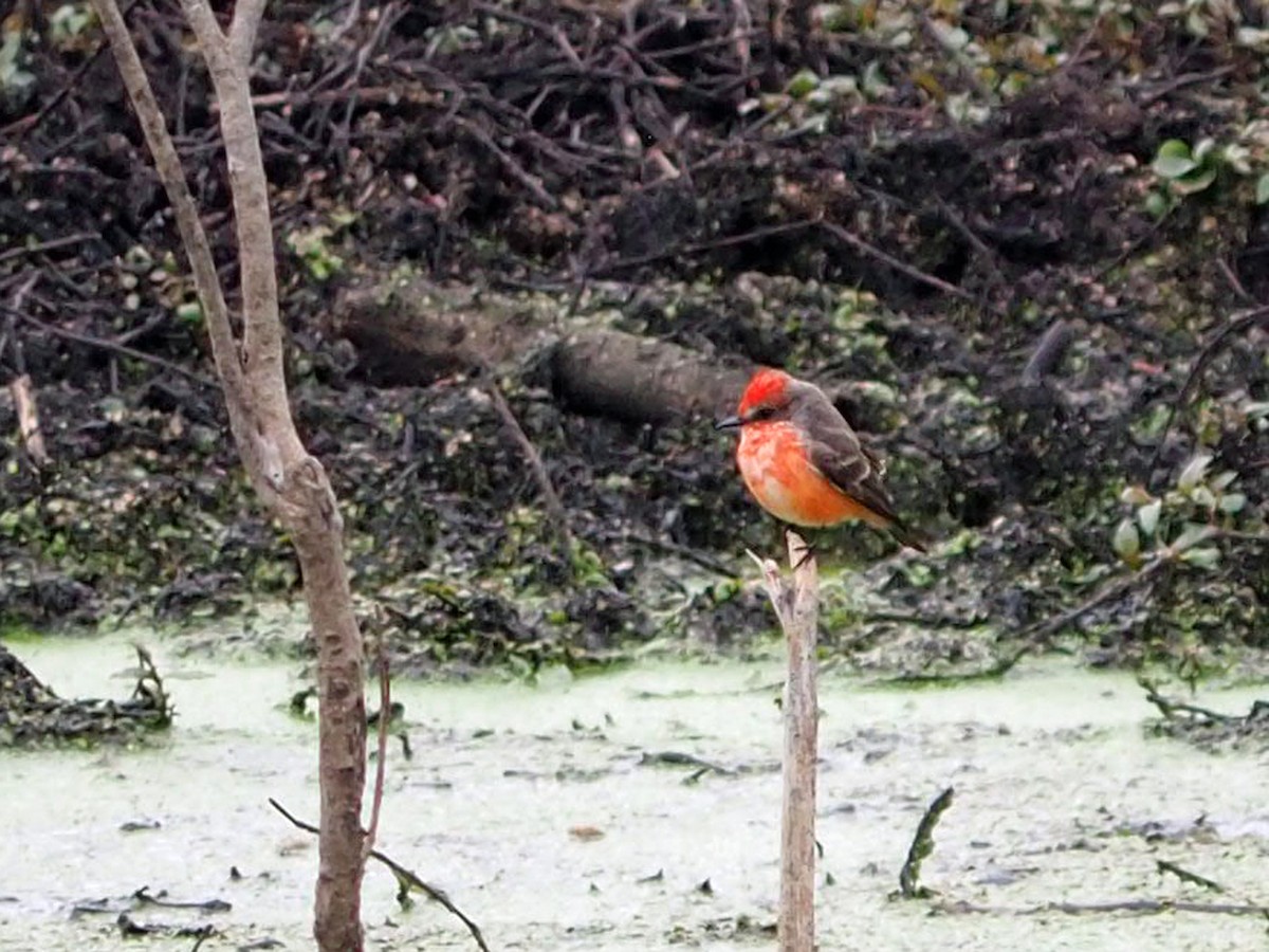 Vermilion Flycatcher - ML646523083