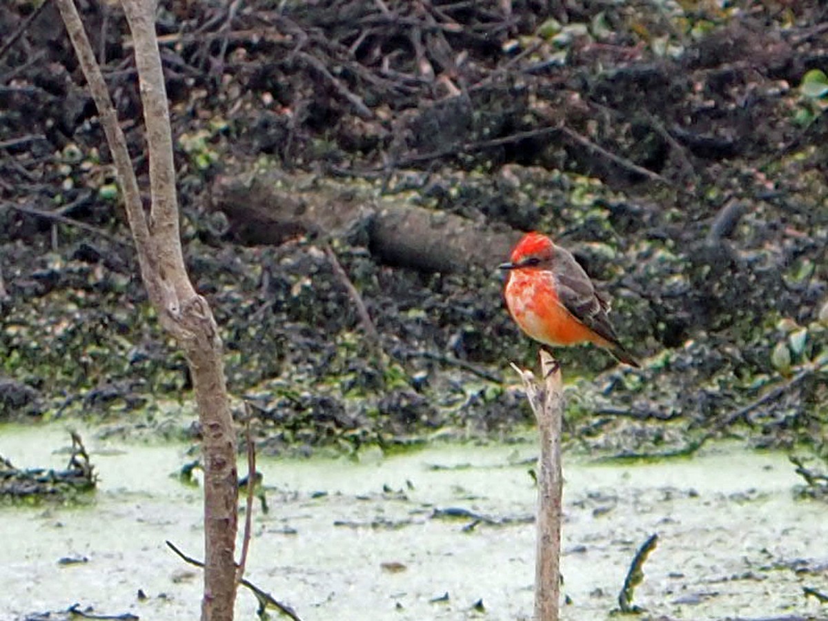 Vermilion Flycatcher - ML646523084