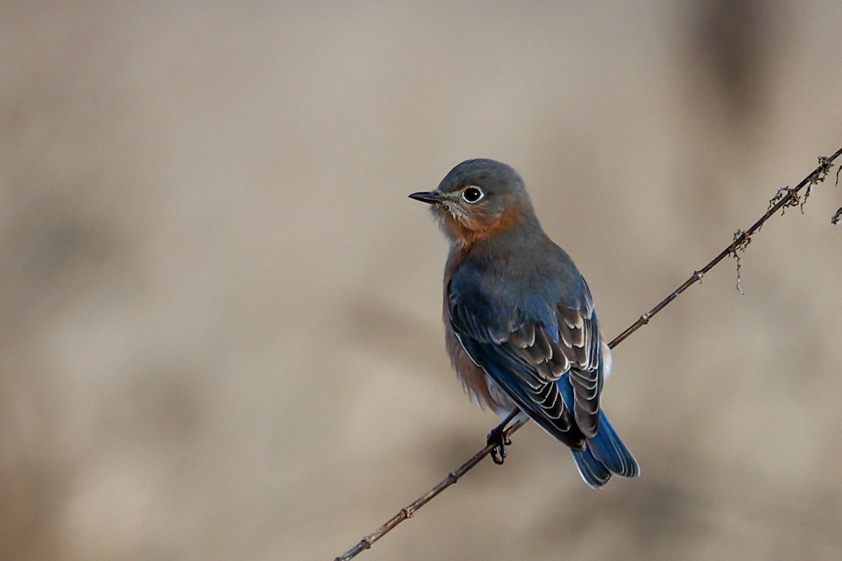 Eastern Bluebird - ML646523085
