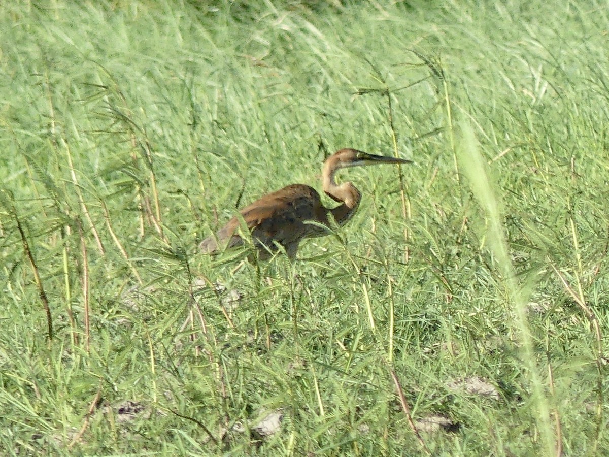 Purple Heron (Purple) - ML646523086