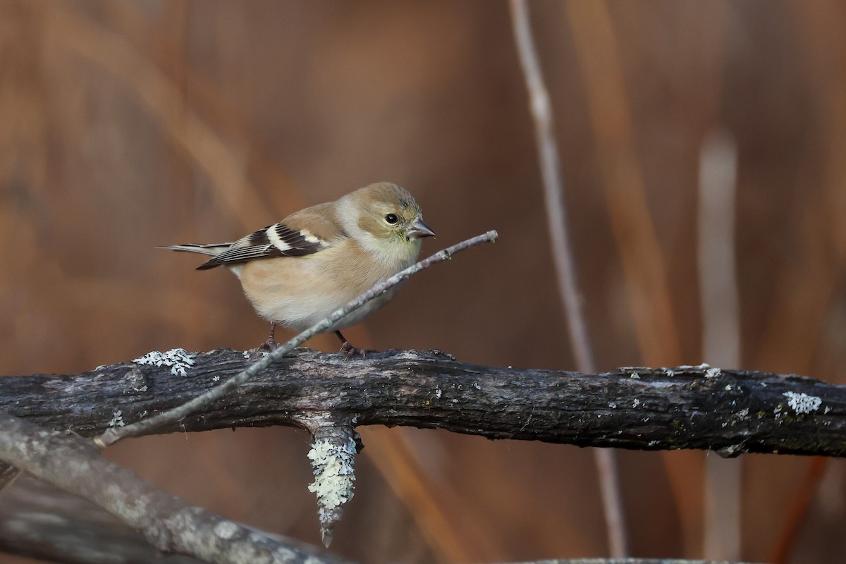 čížek žlutý - ML646523091