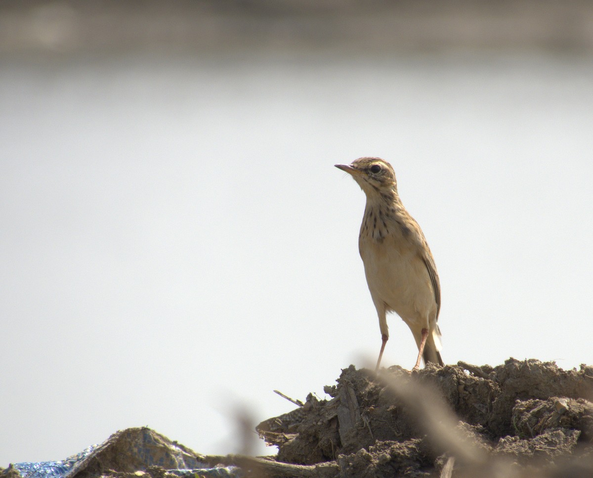 Richard's Pipit - ML646523092