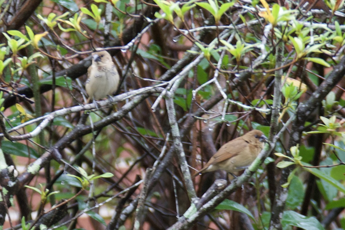 Scaly-breasted Munia - ML646523096