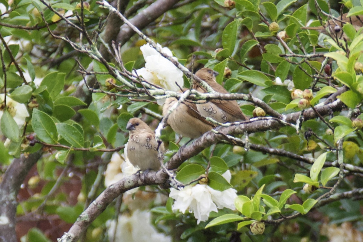 Scaly-breasted Munia - ML646523097