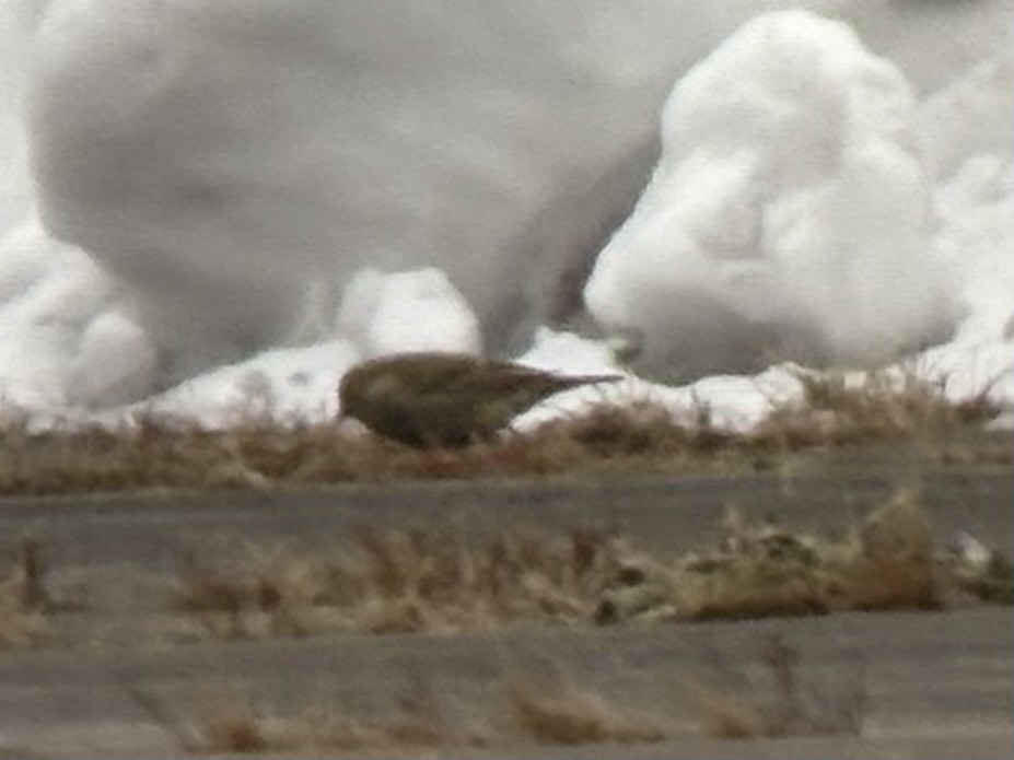 præriespurv - ML646523103