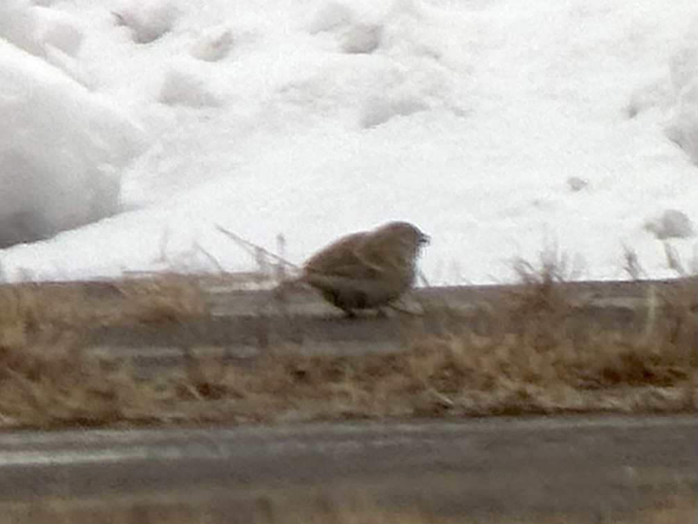 præriespurv - ML646523105