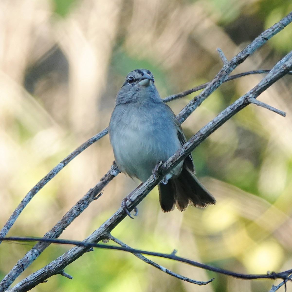 Green-backed Sparrow - ML646523107