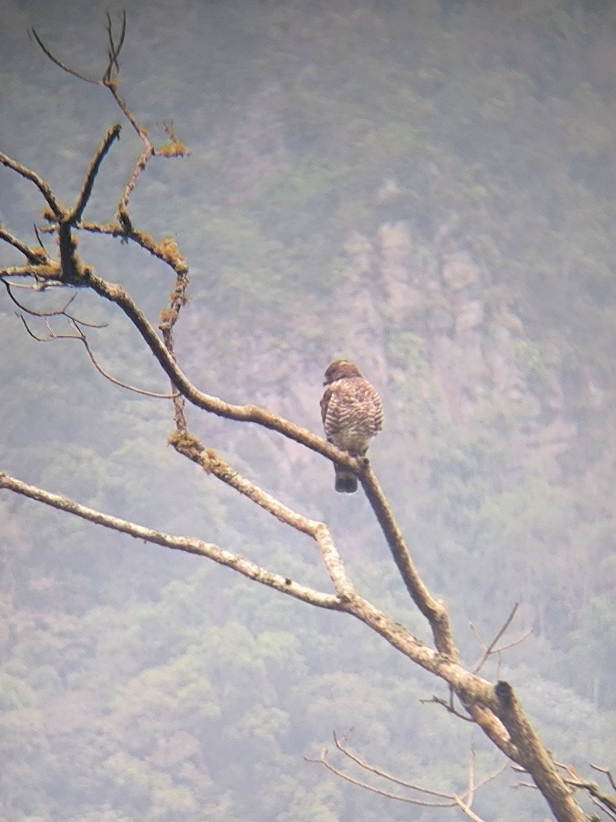 Broad-winged Hawk - ML646523111