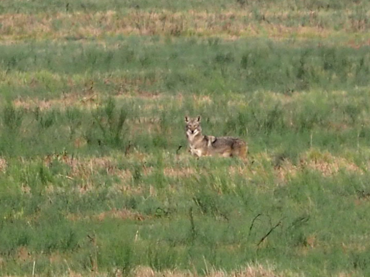 Coyote - ML646523114