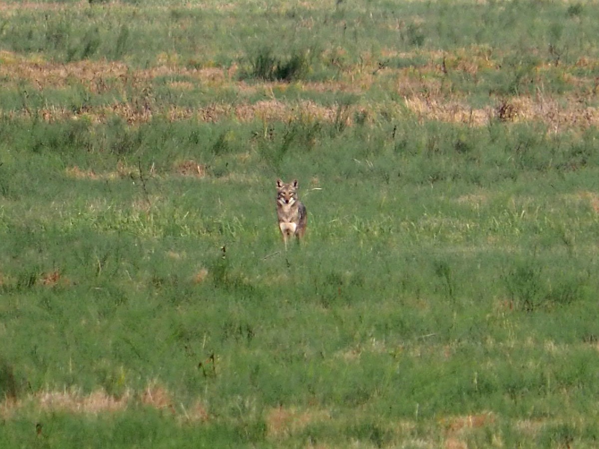 Coyote - ML646523115