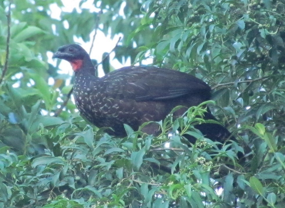 Pava Oscura - ML646523117