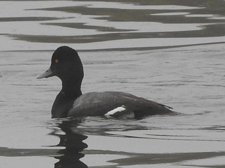 コスズガモ - ML646523120