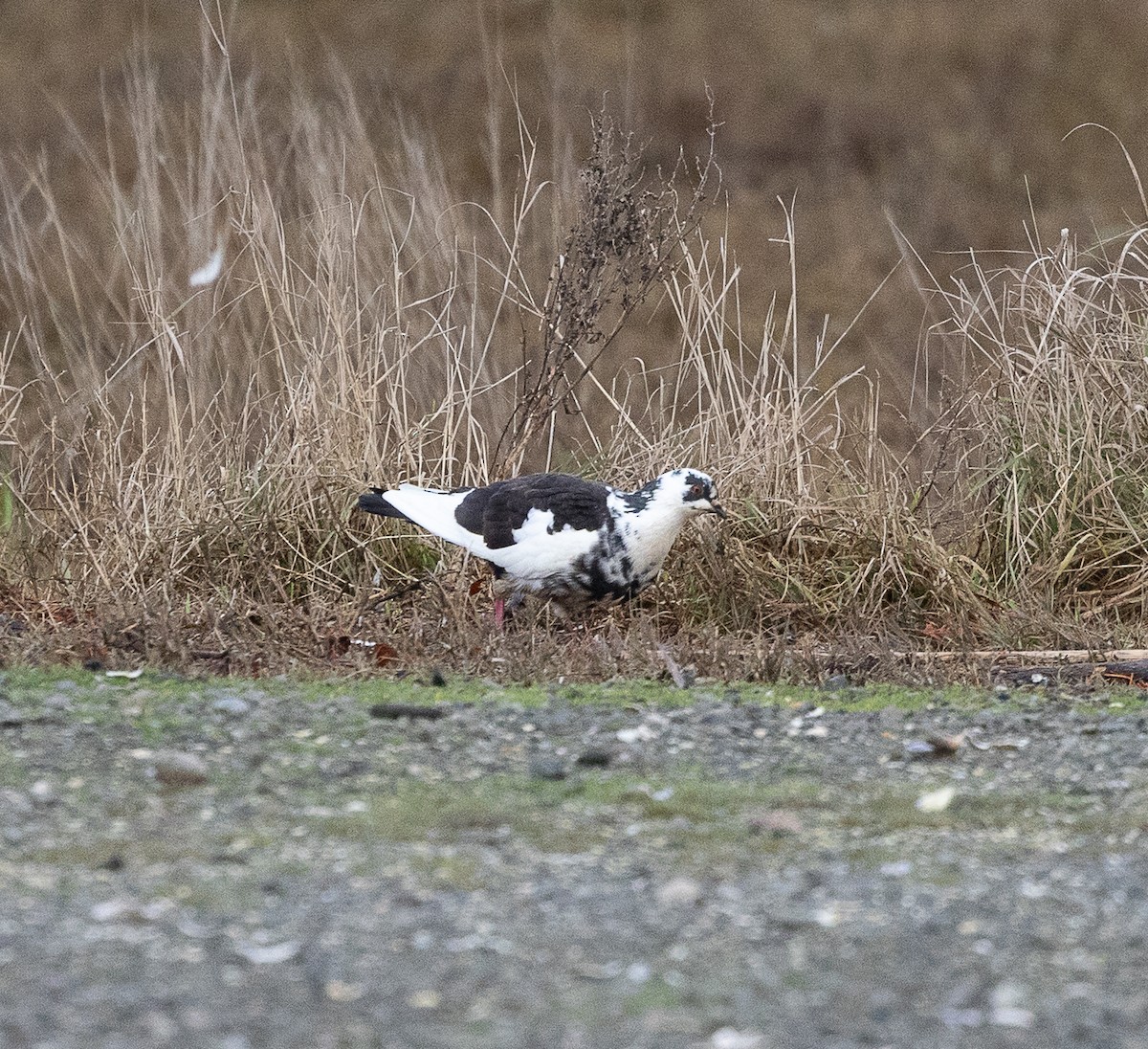 野鴿(野化) - ML646523127