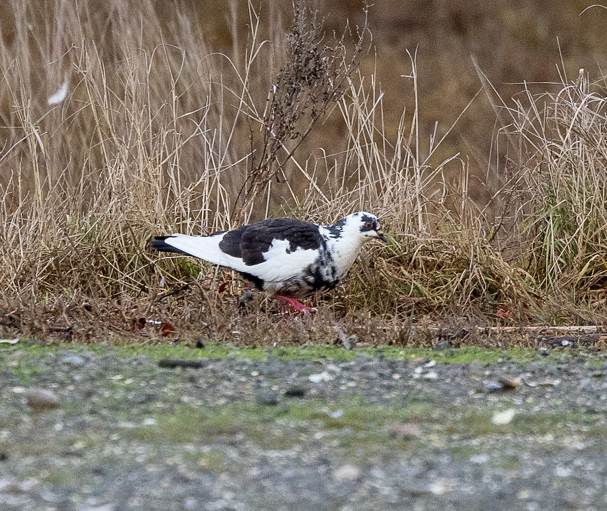野鴿(野化) - ML646523128