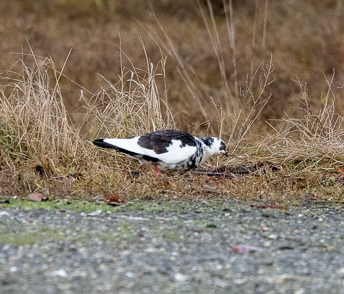 野鴿(野化) - ML646523129