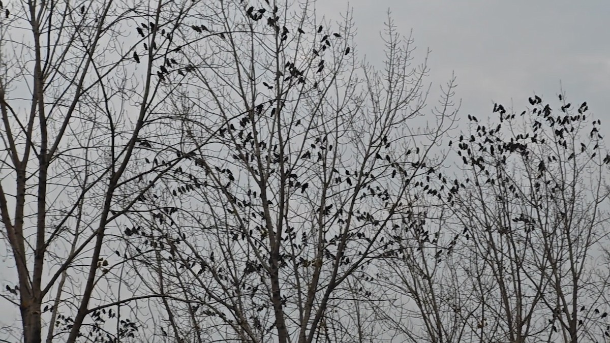 kavka východní - ML646523130