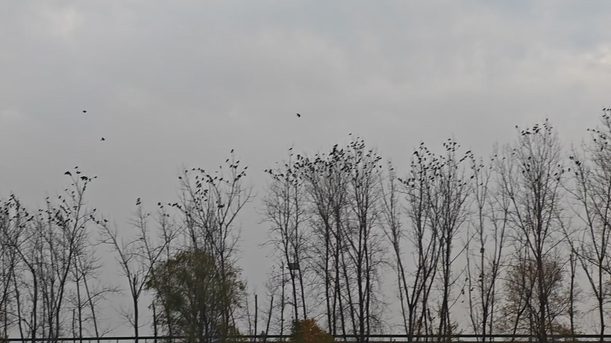 kavka východní - ML646523131