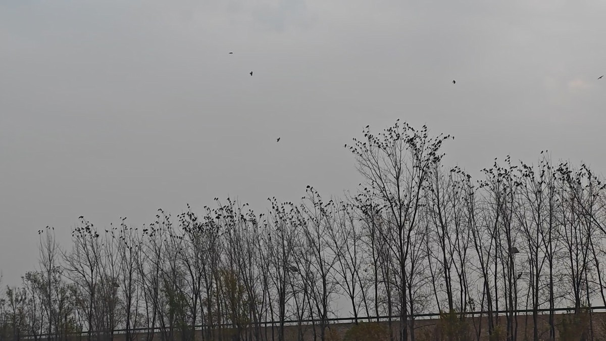 kavka východní - ML646523133