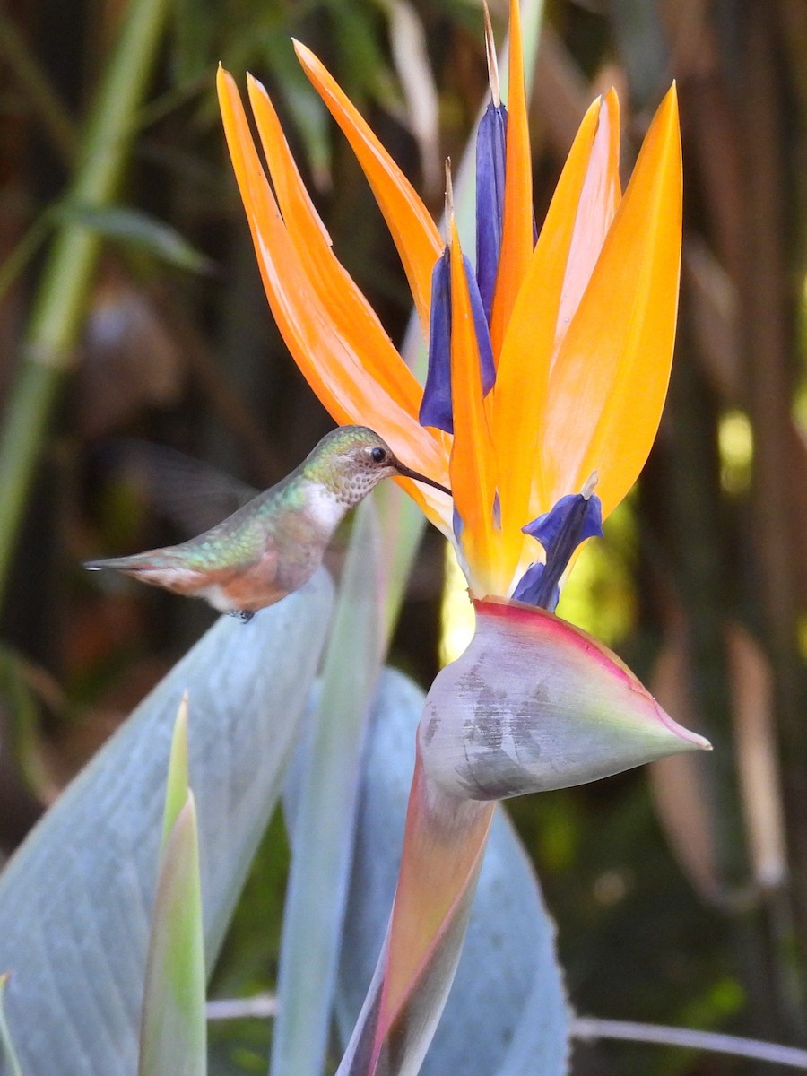 Anna's Hummingbird - ML646523134
