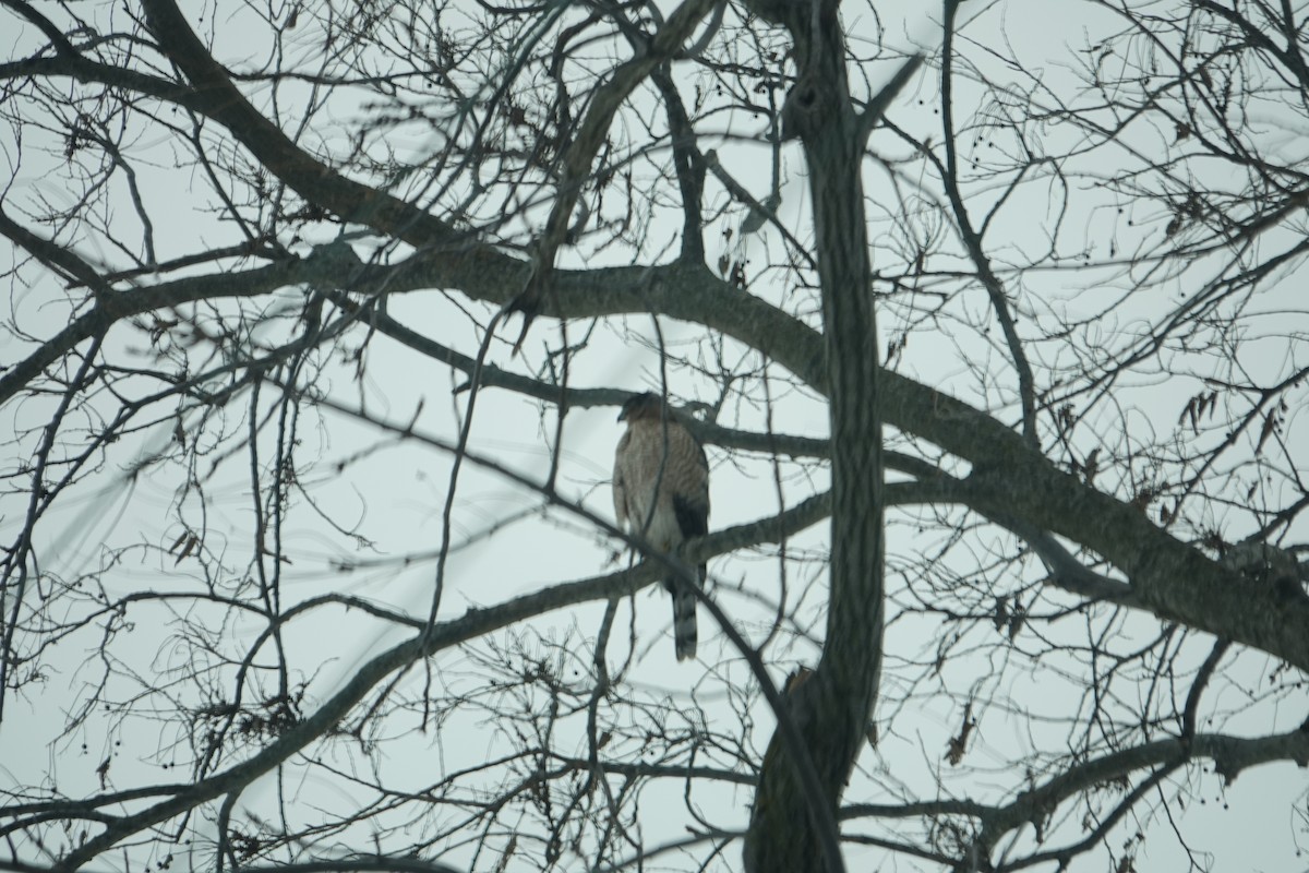 Cooper's Hawk - ML646523135