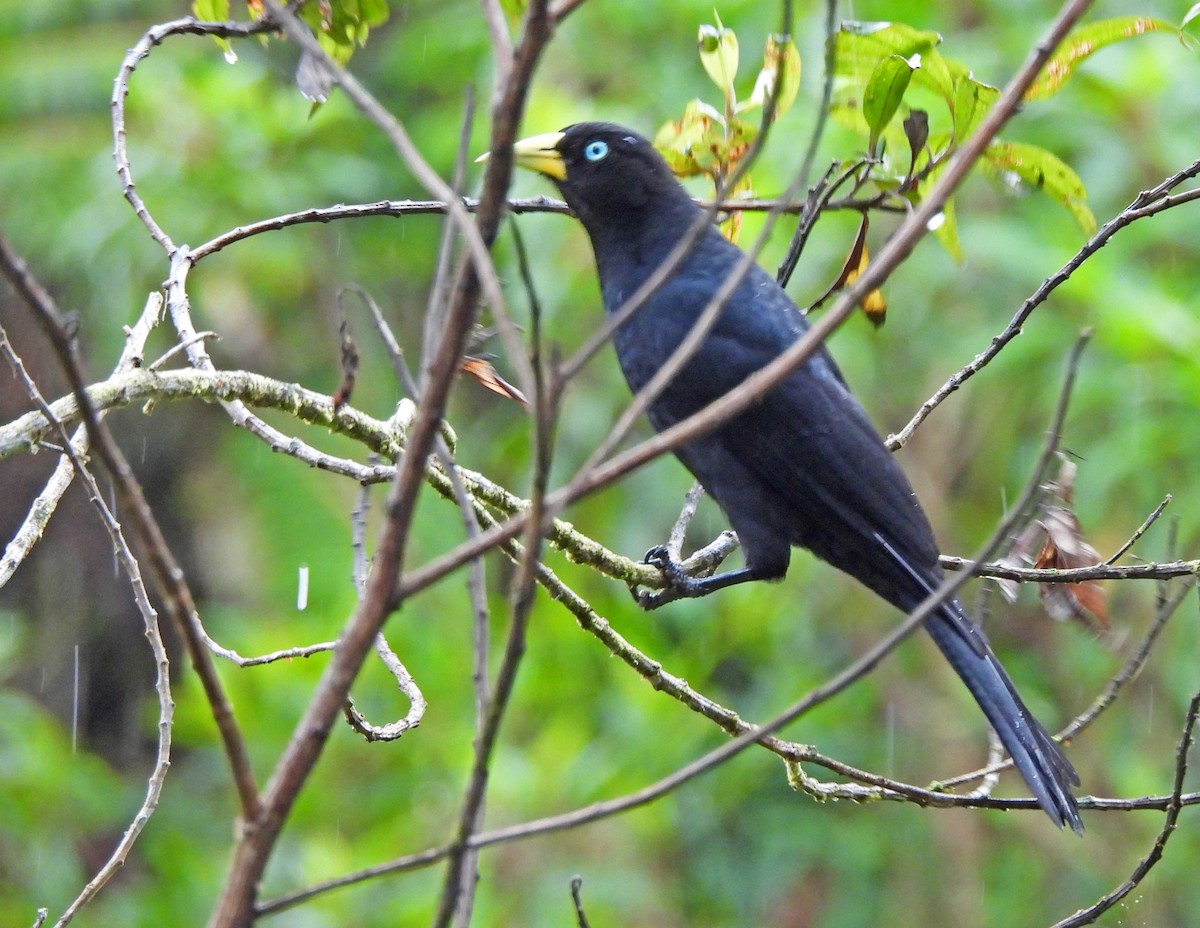 Zinnoberbürzelkassike - ML646523136