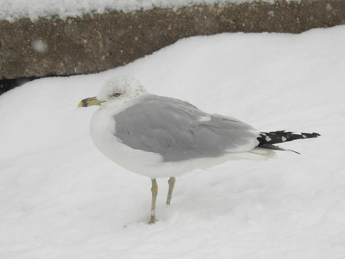 Ring-billed Gull - ML646523149