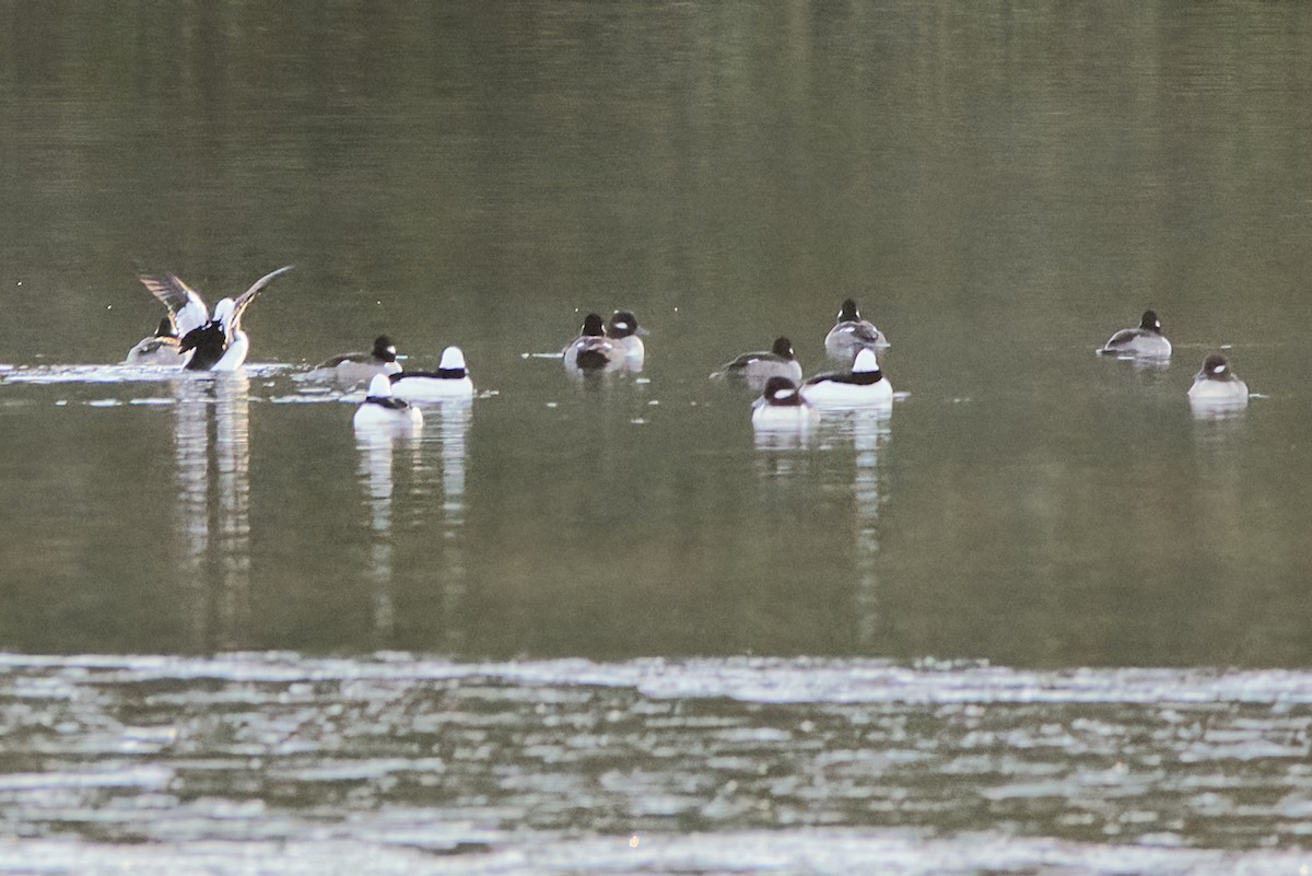 Bufflehead - ML646523150