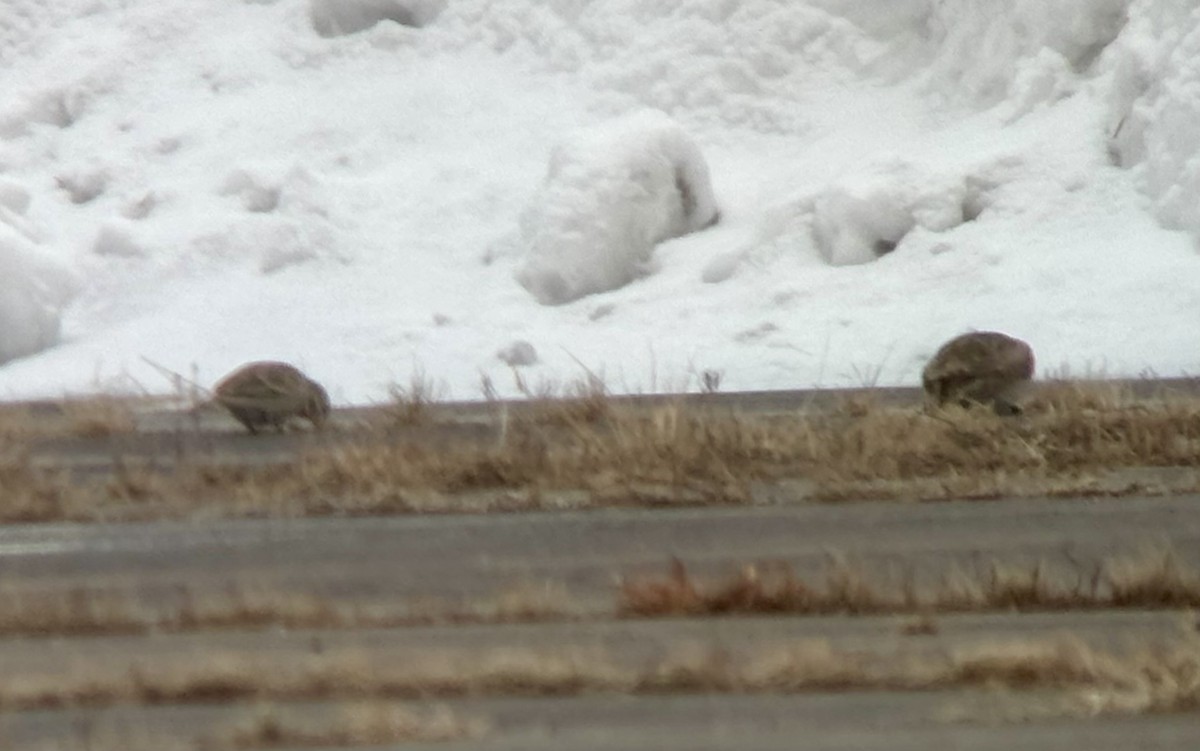 præriespurv - ML646523152