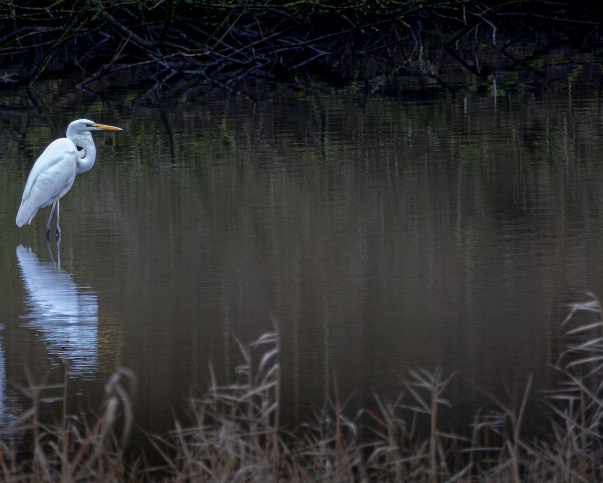 Büyük Ak Balıkçıl - ML646523153