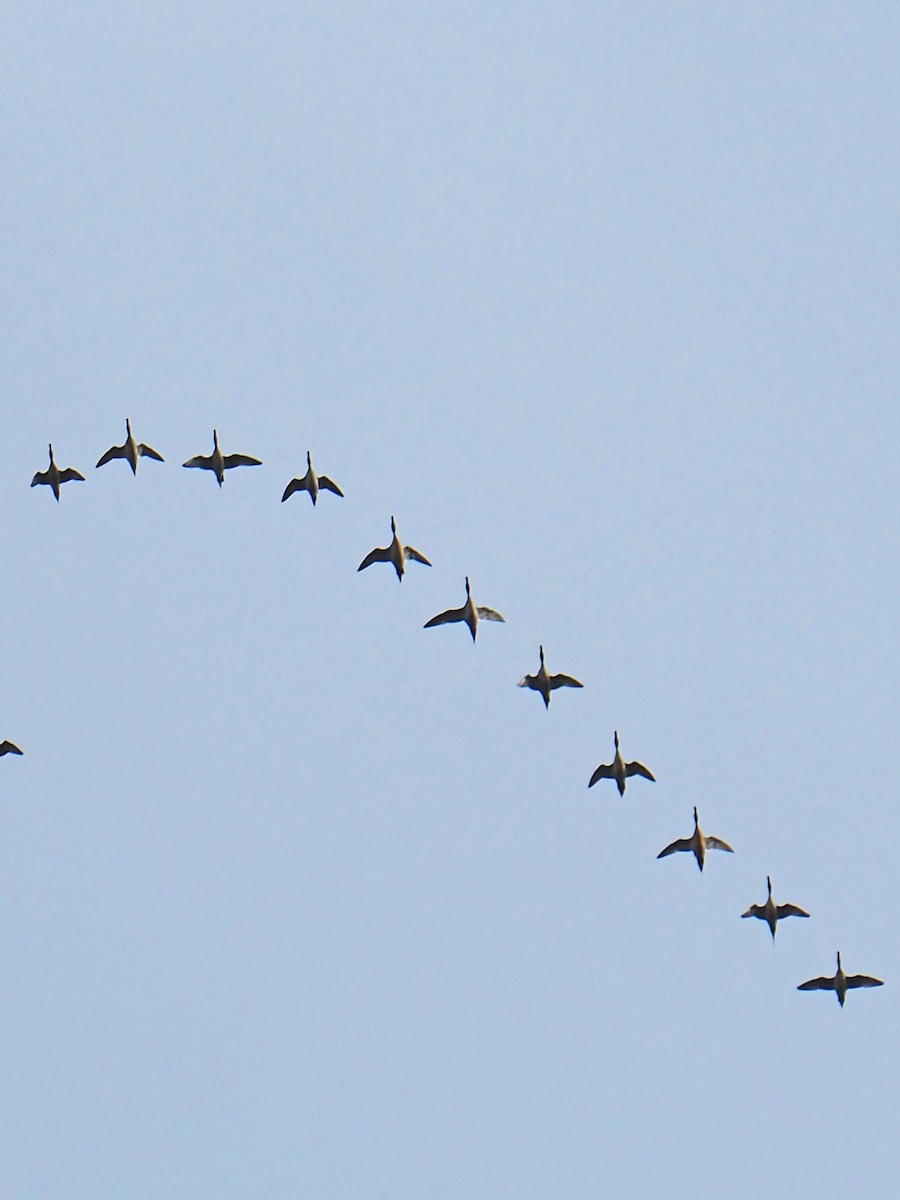 Шовтгор алаг нугас - ML646523154