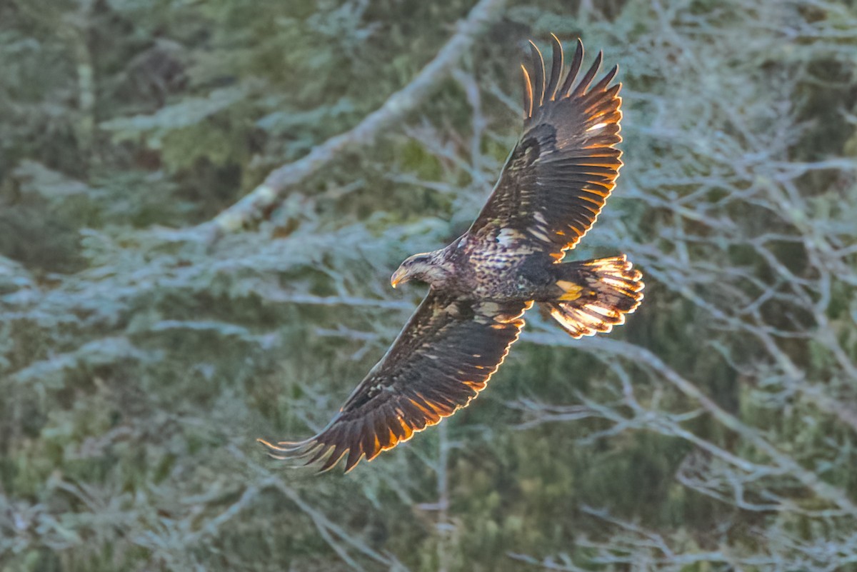 Bald Eagle - ML646523155
