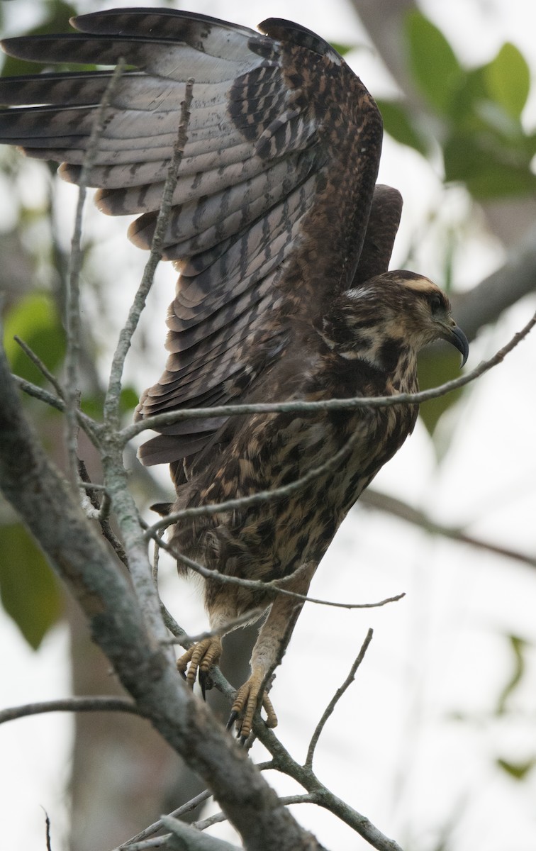 Snail Kite - ML646523164