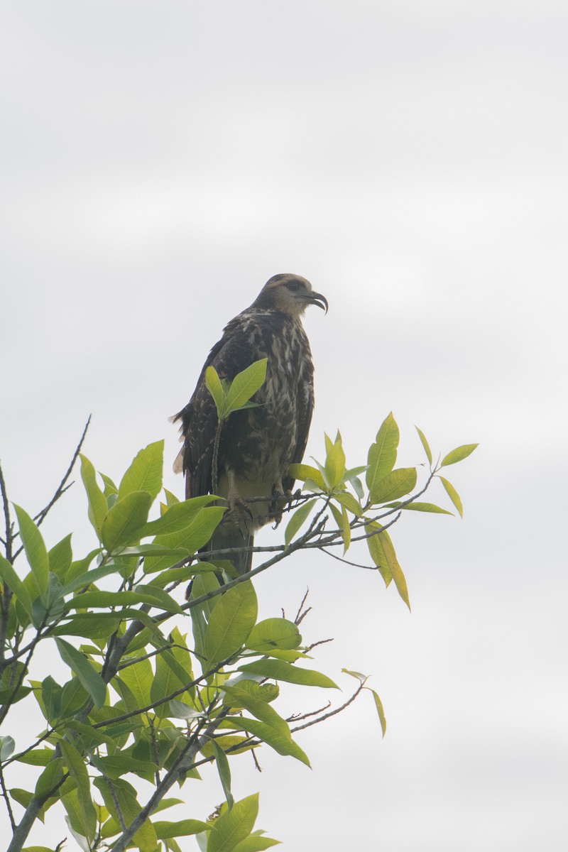 Snail Kite - ML646523165
